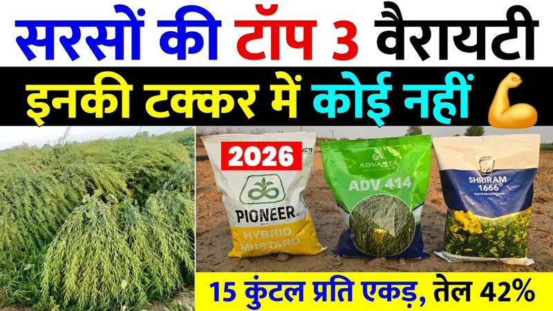 सरसों की टॉप 3 वैरायटी | 2026 में भी रिकॉर्ड तोड़ेंगी | sarso ki top variety | sarso ki kheti 2026