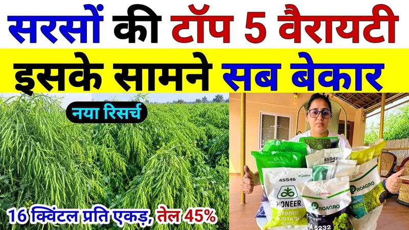 सरसों की टॉप 5 वैरायटी | 2026 में सारे रिकॉर्ड तोड़ेंगी | sarso ki top variety | Sarso ki kheti 2026